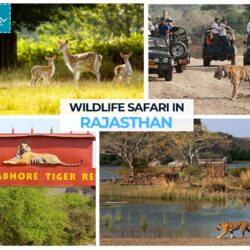 wildlife safari in rajasthan