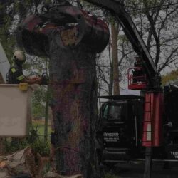 Expert Tree Removal Services in Orange Park - Trusted Professionals
