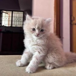 Persian Kitten in Bangalore