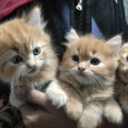 Persian Cat Breeders in Delhi