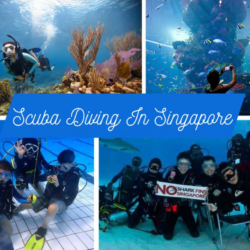 highcompress_Scuba Diving In Singapore