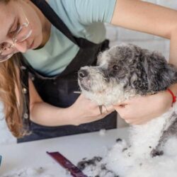 A-dog-with-a-mobile-groomer-980x654