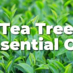 Tea Tree Oil  b1