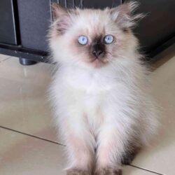 Purebred Ragdoll Kittens for sale in Bangalore
