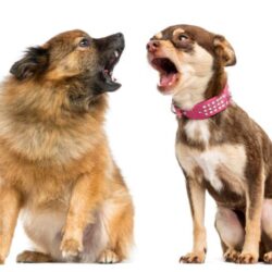 Dog-behavior-training-980x645