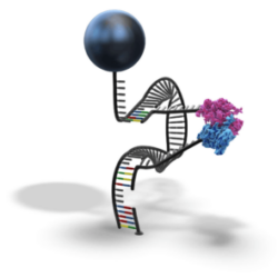 RNA-DNA Binding Strength Mode