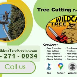 Tree Cutting Tucson, AZ