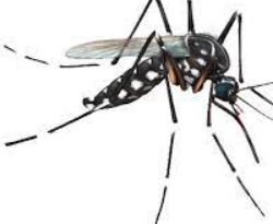 Mosquito management solutions