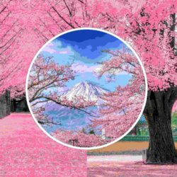 Japan Cherry Blossom Tour