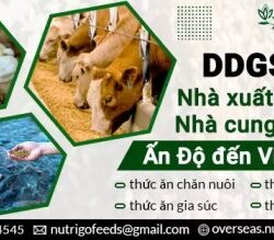 Rice-DDGS-Exporter-Supplier-from-india-to-Vietnam