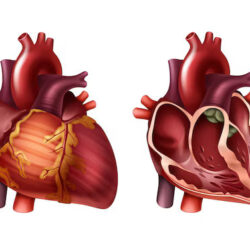 0_red-healthy-whole-half-human-heart-with-arteries-close-up-front-view_212889-4805