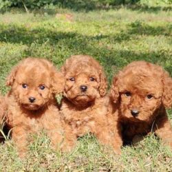 poodle puppies price