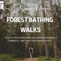 Forest Bathing Walks