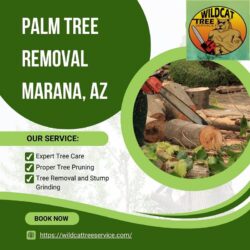 Palm Tree Removal Marana, AZ