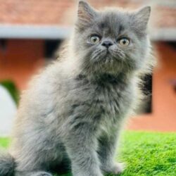 Persian Kitten in Indore